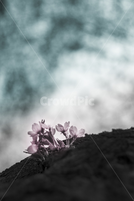 plant,식물,blossom,꽃,flower,벚꽃