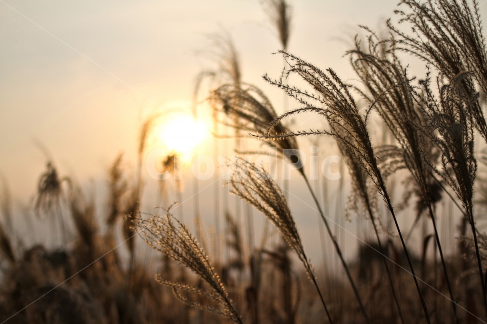억새,갈대,가을,억새풀,갈대풀,가을,계절,fall,autumn,season,식물,자연,plants,nature,감성,sensible,feeling,grass,잔디,plant