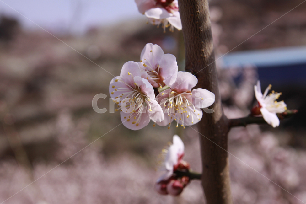 매화꽃,봄,봄꽃,자연,계절,꽃,spring,season,nature,flower,봄,계절,spring,season,식물,자연,plants,nature,꽃,flower,plant,blossom