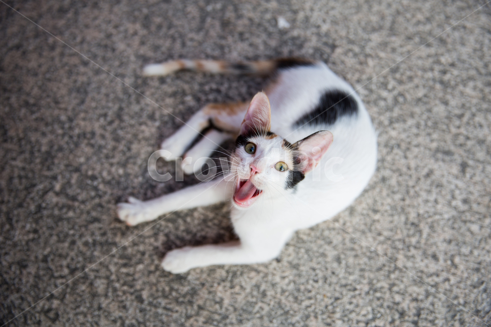 고양이,동물,얼룩고양이,시선,눈빛,하품,고양이하품,하품하는고양이,길냥이,개냥이,포효,동물,animal,포유류,mammal,고양이,cat,kitten,kitty