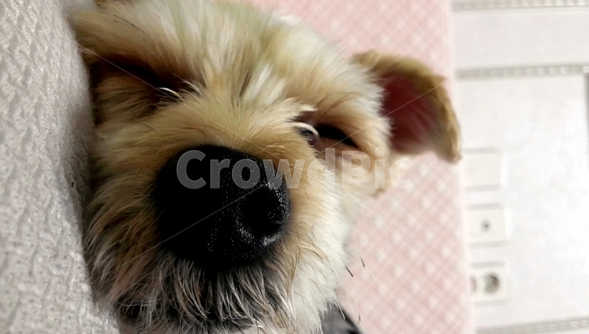 동물,강아지,개,요크셔테리어,애견,dog,동물,animal,포유류,mammal,개,강아지,dog,doggy