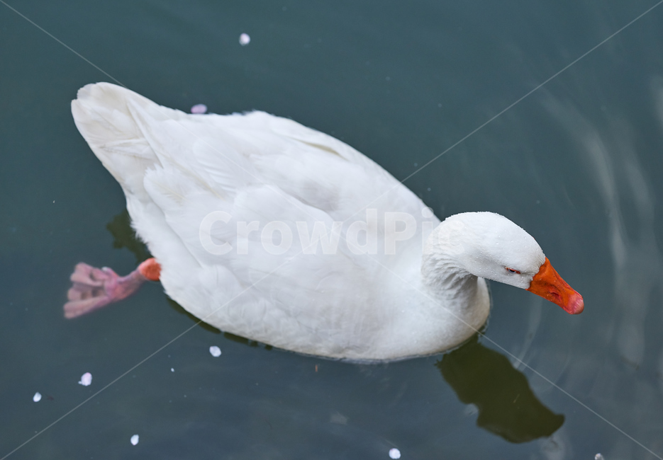 새,오리,호수,조류,흰새,동물,animal,조류,새,birds