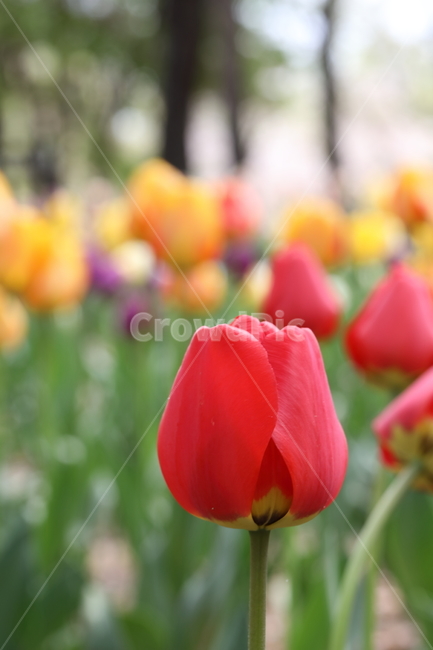 튤립,꽃,봄,계절,자연,공원,꽃밭,꽃길,색깔,tulips,flowers,spring,season,nature,field,park,colors,colorful,봄날