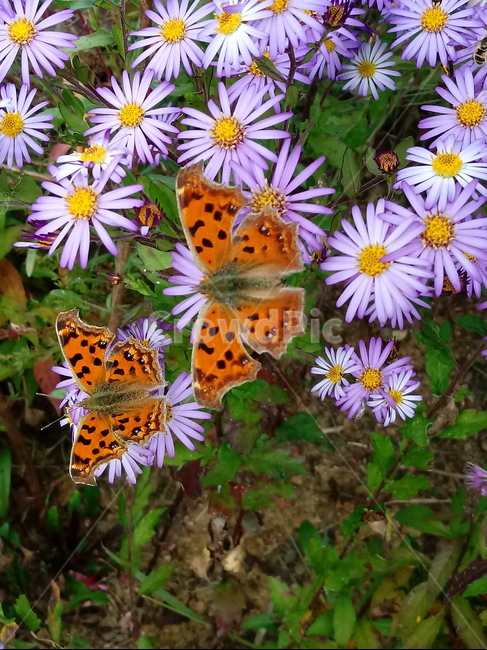 꽃,식물,꽃잎,plant,flower,blossom,나비,아스타,aster,보라색꽃,가을꽃,표범나비,식물,자연,plants,nature,꽃,flower