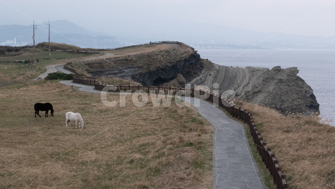 animal,동물,mammal,포유류,outdoors,가축,송악산,제주,제주도,jeju,송악산둘레길,풍경,자연,landscape,nature,제주마,말,horse,horses,자연,풍경,nature,landscape,한국자연풍경,한국자연경관,korea nature landscape,제주도,jeju,jeju island,동물,animal,포유류,mammal,목축업,목장,livestock farming,ranching,pasture