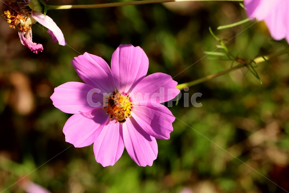 식물,꽃,분홍색,계절,가을,코스모스,벌,꿀벌,곤충,가을꽃,예쁜,plants,flower,pink,season,autumn,cosmos,bee,honeybee,insect,autumnflower,pretty,식물,자연,plants,nature,꽃,flower,동물,animal,곤충,벌레,insect,bug