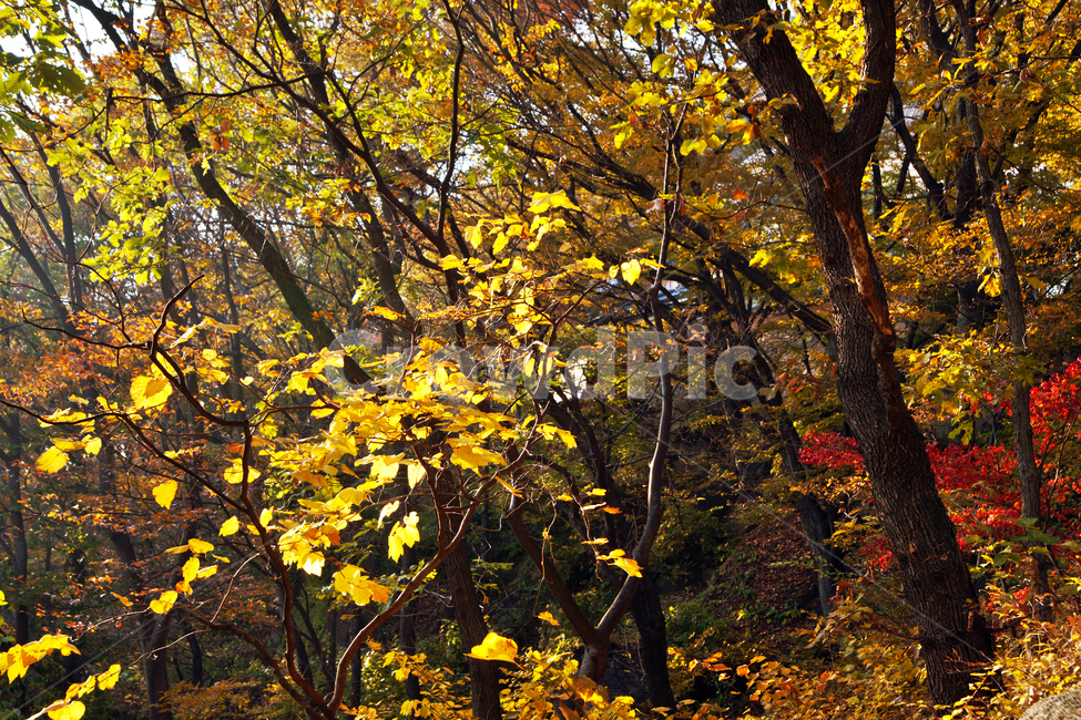 가을,단풍,붉은색,노란색,낙엽,산,가을,계절,fall,autumn,season,leaf,잎,plant,식물,tree,나무,tree trunk,나무 줄기,maple