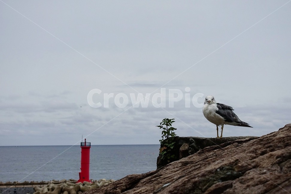 animal,동물,bird,새,등대