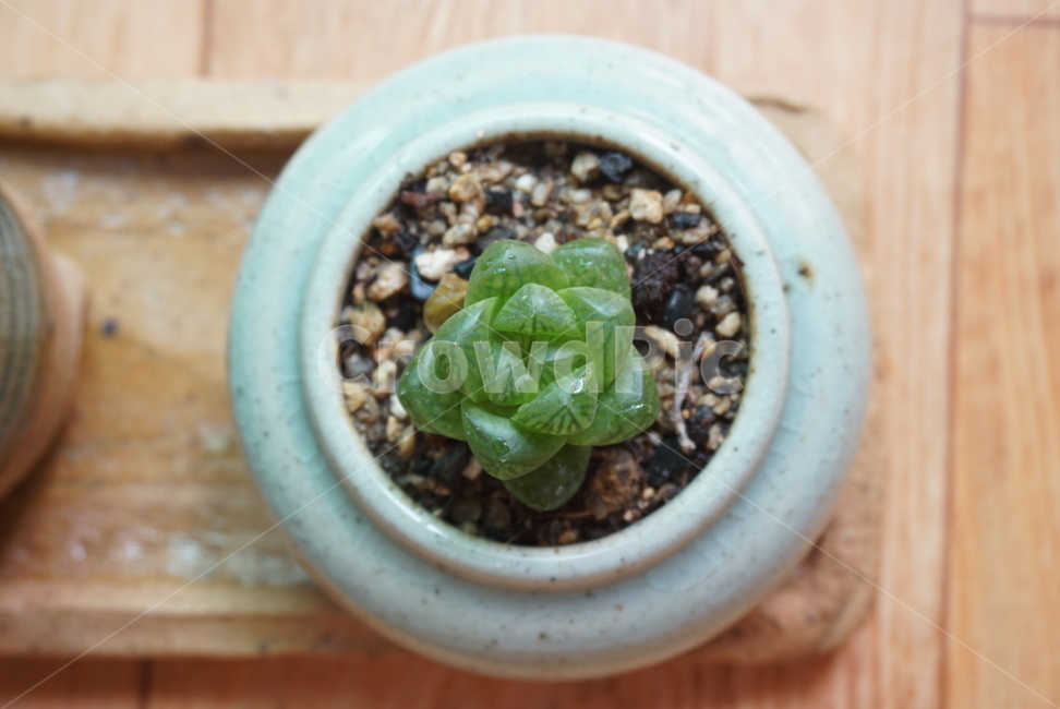 다육이,화분,식물,다육,취미,실내용화초,화분,화초,house plant