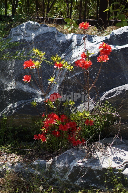 영산홍,빨강,빛,연두잎,정열,식물,자연,plants,nature,꽃,flower