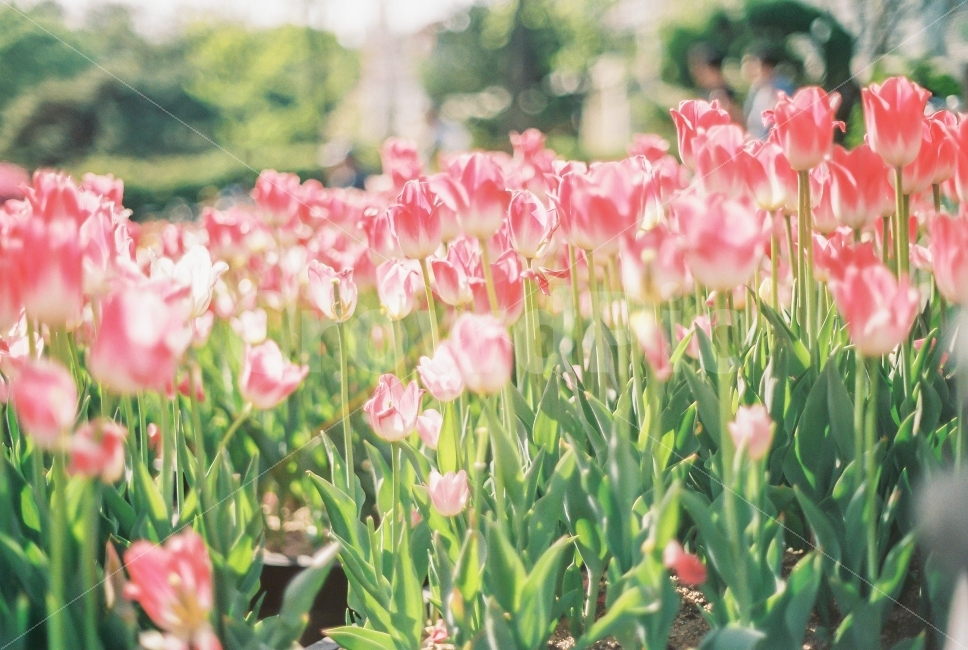 튤립,꽃,예쁜사진,아름다움,봄,필름사진,미놀타x300,봄,계절,spring,season,식물,자연,plants,nature,꽃,flower,휴식,힐링,rest,relaxation,healing,감성,sensible,feeling,색깔,색상,색채,색감,color sense,color sensitivity,feeling of color,plant