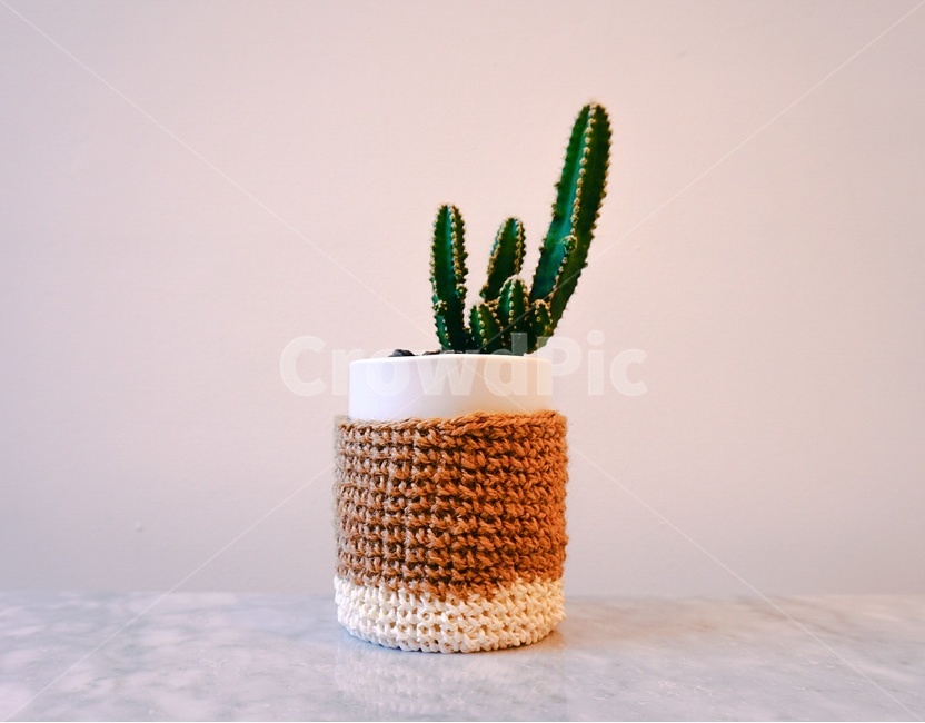 선인장,인테리어,화분,사막,꽃