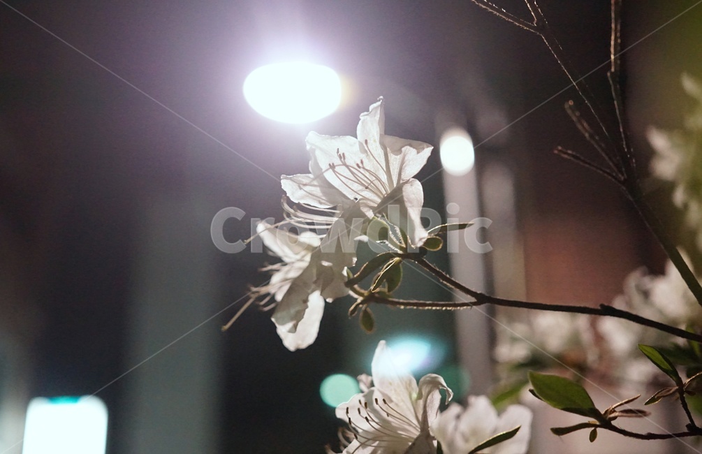 꽃,철쭉,밤,가로등,새벽,새벽공기,밤공기,streetlight,spring,night,midnight,flower,flowers,골목길