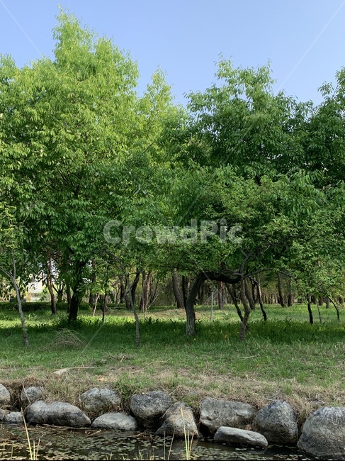 수목원,일몰시간,산책길,순천만정원,피크닉,돌담길,잔디밭,푸른나무,꽃,하늘,tree