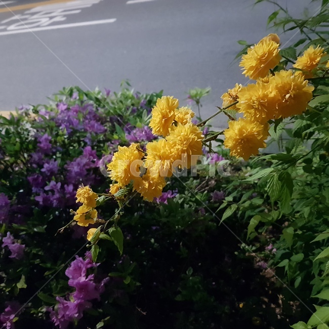 꽃,밤,산책,도로,배경