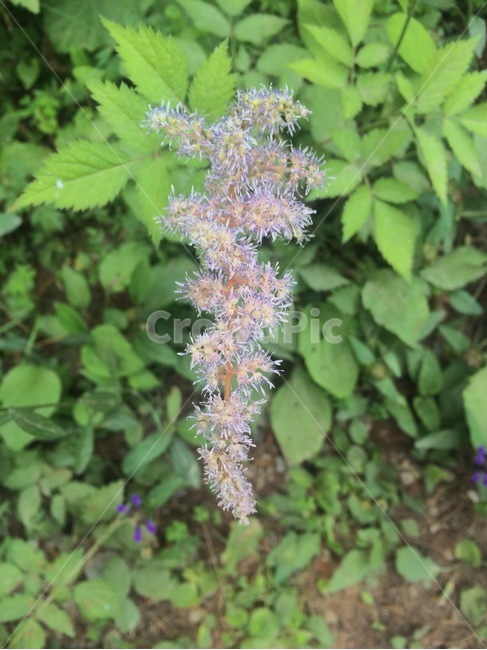 꽃,식물,자연,flower,nature
