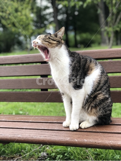 고양이,하품,벤치,나른한,오후,bench,cat,동물,animal,포유류,mammal,고양이,cat,kitten,kitty