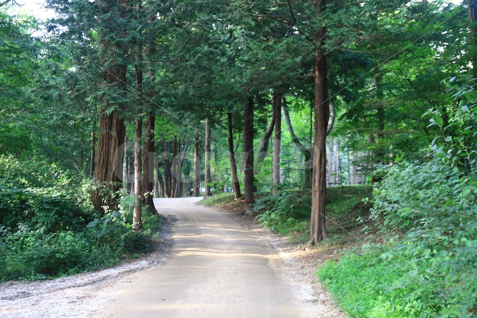 남이섬,가로수,가로수길,메타세쿼이아,자연풍경,평화,여행,가평,운치,자연,풍경,nature,landscape,휴식,힐링,rest,relaxation,healing,road,도로,tree,나무,plant,식물