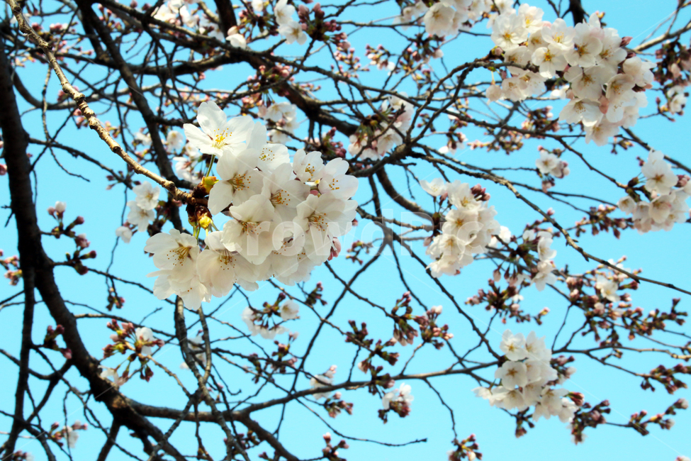 plant,blossom,flower,꽃,하늘,벚꽃,벚나무,나무,자연,식물