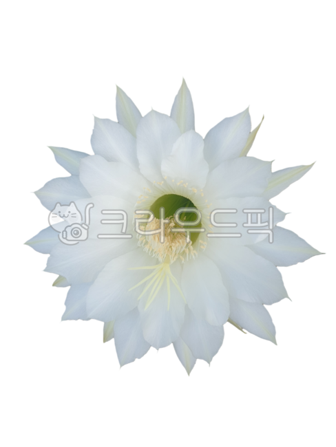 꽃누끼,생화누끼,단모환꽃누끼,하얀꽃,선인장꽃,생화png,꽃디자인소스,그래픽소스,꽃스티커,꽃아이콘,생화스티커,포토샵소스