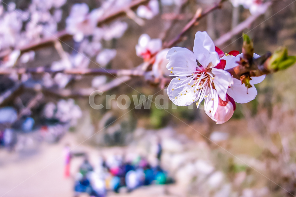 벚꽃,blossom,plant,flower,꽃,봄,계절,spring,season,식물