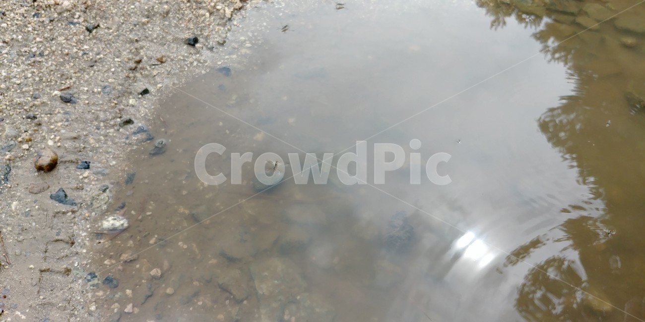 puddle,rain,catching water striders,Water strider,pool,Rainy Day,insect,summer