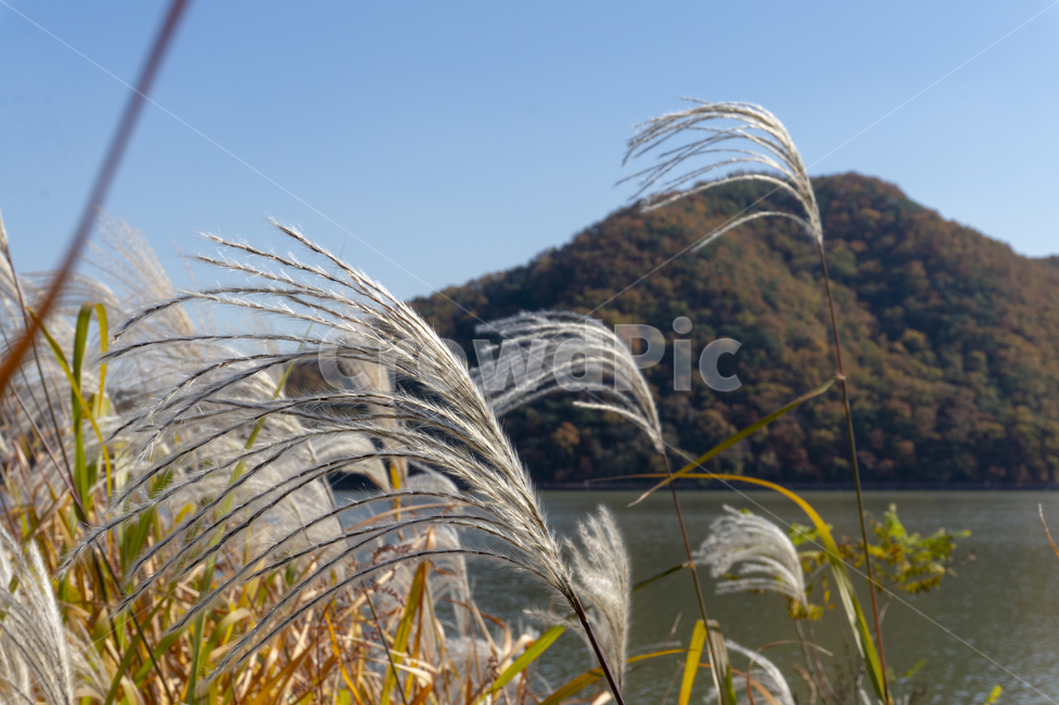 저수지,갈대,가을산,가을풍경,억새풀,산책로,둘레길,자연,풍경,nature,landscape,plant,식물,grass,잔디,lawn,reed