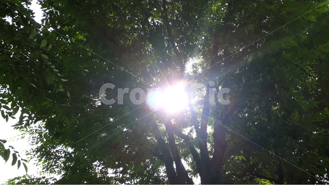 나무,나무잎,해,태양,tree,leave,sun,녹색,green,자연,풍경,nature,landscape,flare,플레어,light,빛