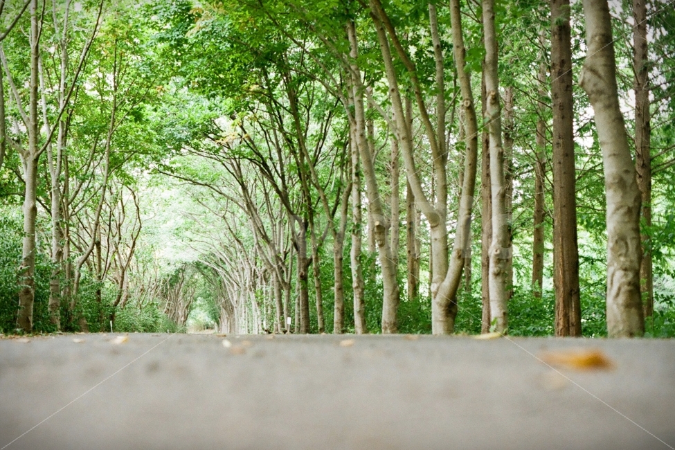 경주산림연구원,산림연구원,경주산림환경연구원,산림환경연구원,숲,자연,풍경,nature,landscape,여름,계절,summer,season,tree,나무,plant,식물,vegetation,초목,woodland,삼림지,outdoors,옥외,land,땅,forest