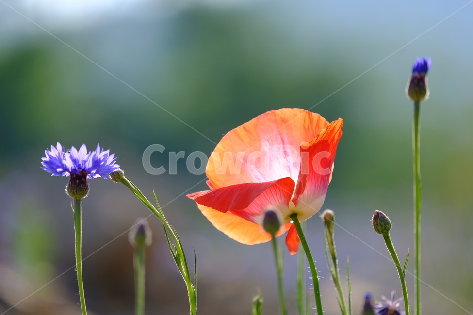 들꽃,꽃,야생화,flower,wildflower,꽃밭