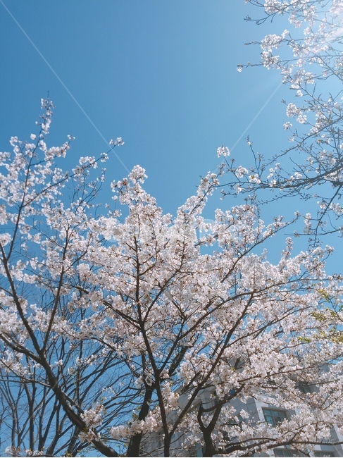 계절,벚꽃,하늘,가지,푸른,봄,날씨
