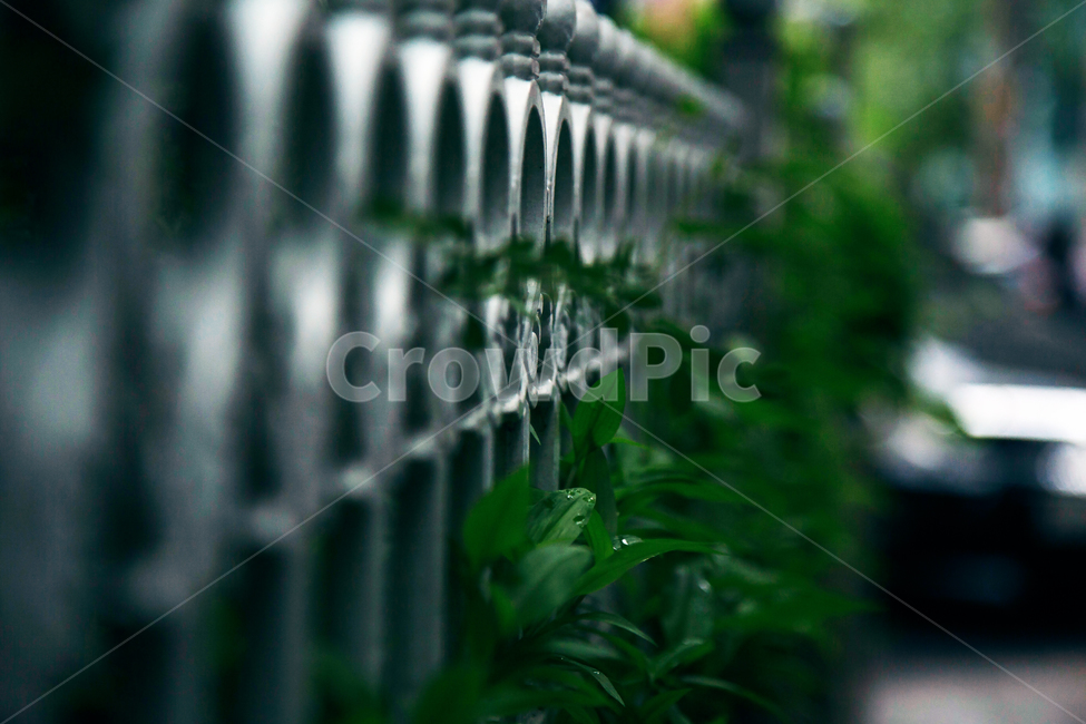 철문,원,빗방울,녹색,초여름,철,식물,자연,plants,nature