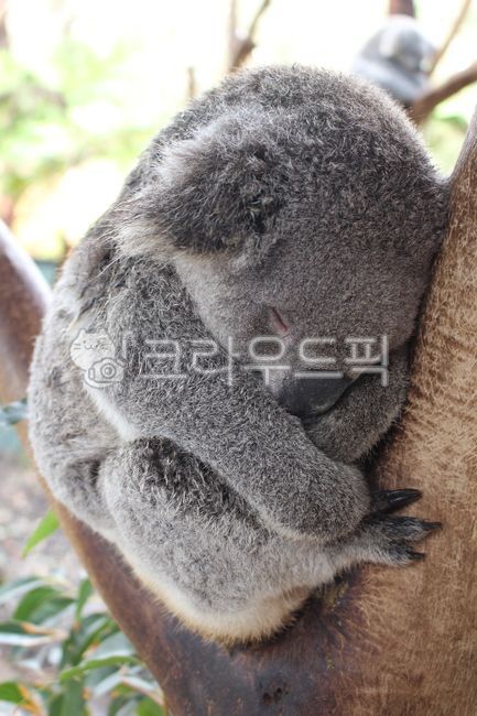 코알라,koala,잠자는코알라,코알라한마리,동물,잠자는동물,잠꾸러기,호주동물,호주