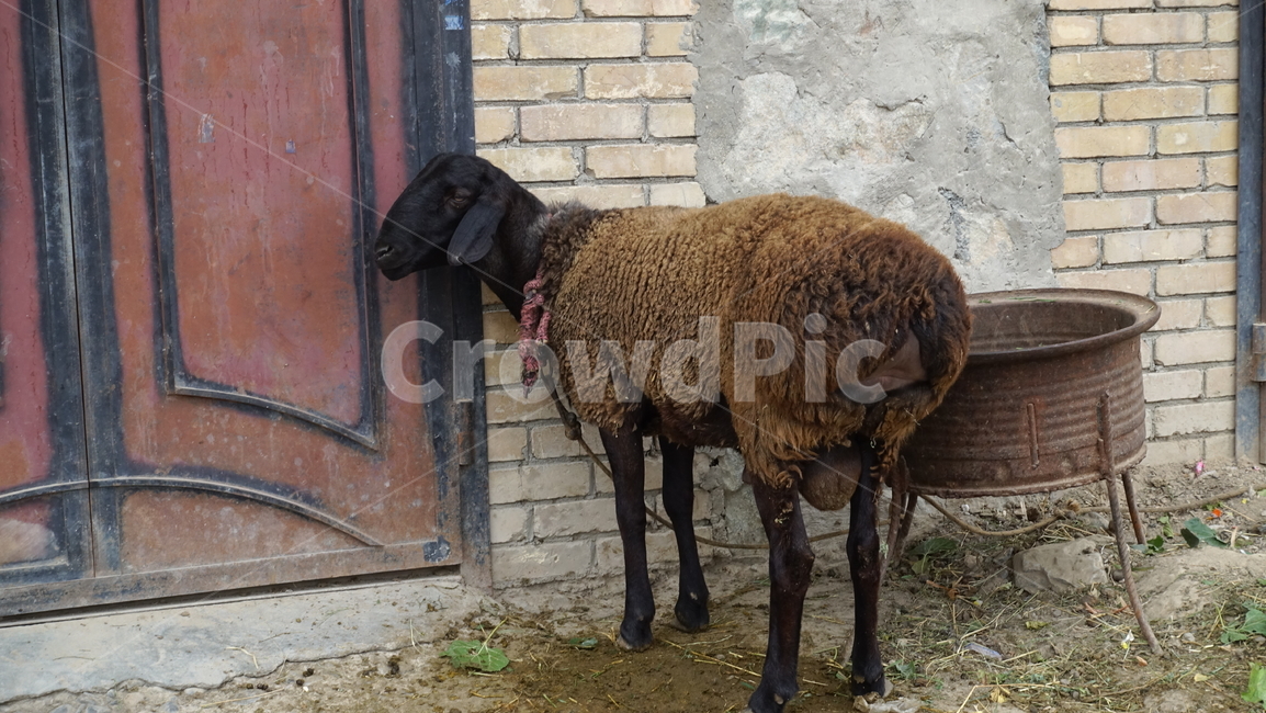 양,염소,동물,가축,animal,sheep,동물,animal,포유류,mammal