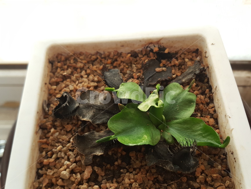 식충식물,자연,식물,파리지옥,봄,식물,자연,plants,nature