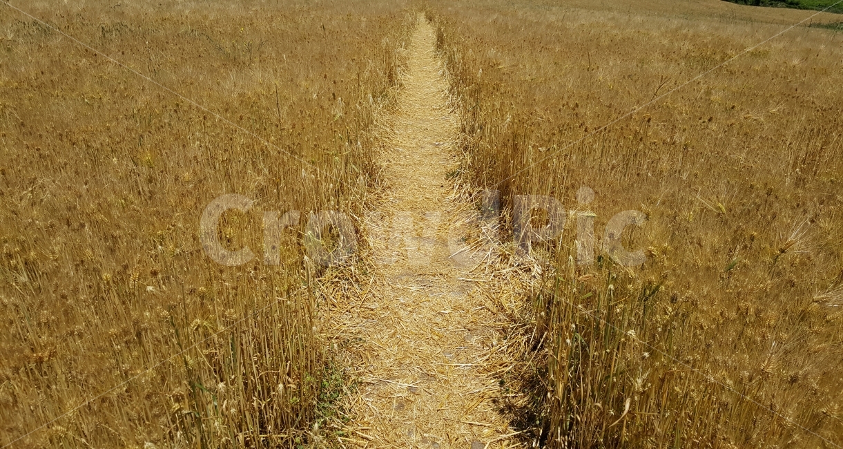 길,보리밭길,청보리밭,가을,제주길,자연,풍경,nature,landscape,가을,계절,fall,autumn,season,ground,바닥,road,도로,gravel,자갈,dirt road,흙길
