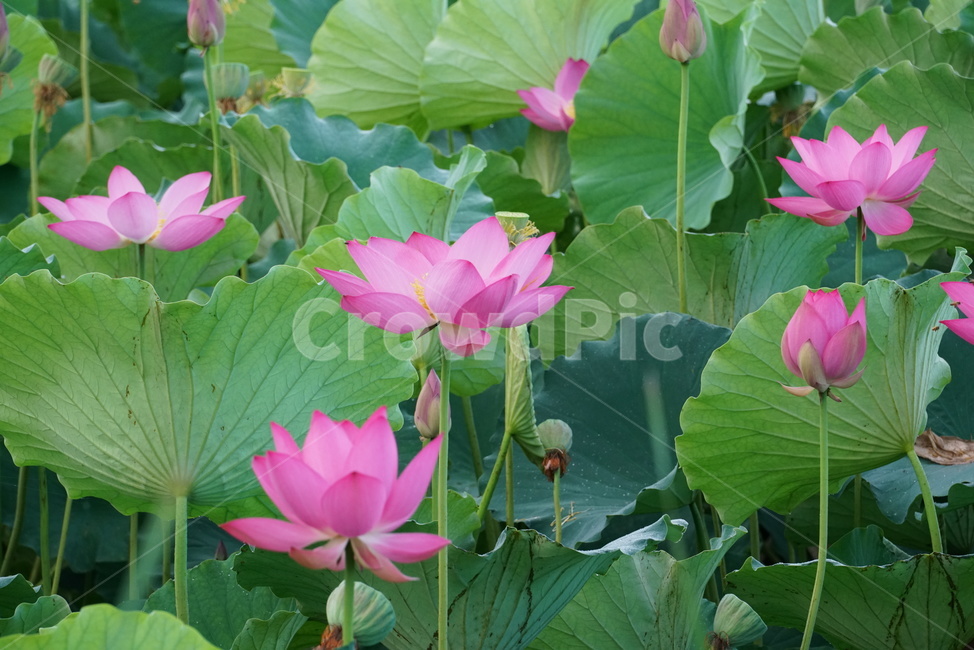 연꽃,수초,식물,lotus,땅속줄기,담수초,수중식물,수련과,련꽃