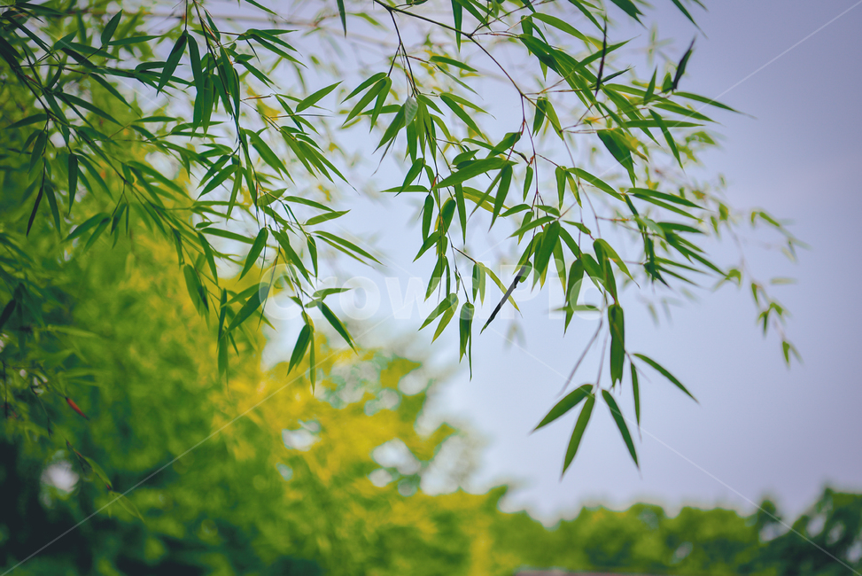 plant,식물,leaf,잎,대나무,대나무숲,숲,나무,tree,나뭇잎,식물,자연,plants,nature