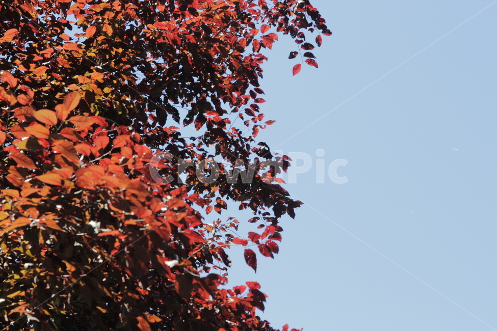 캐나다,단풍,가을,하늘,빨간색,다홍색,주황색,자연,풍경,nature,landscape,leaf,잎,plant,식물,tree,나무,maple