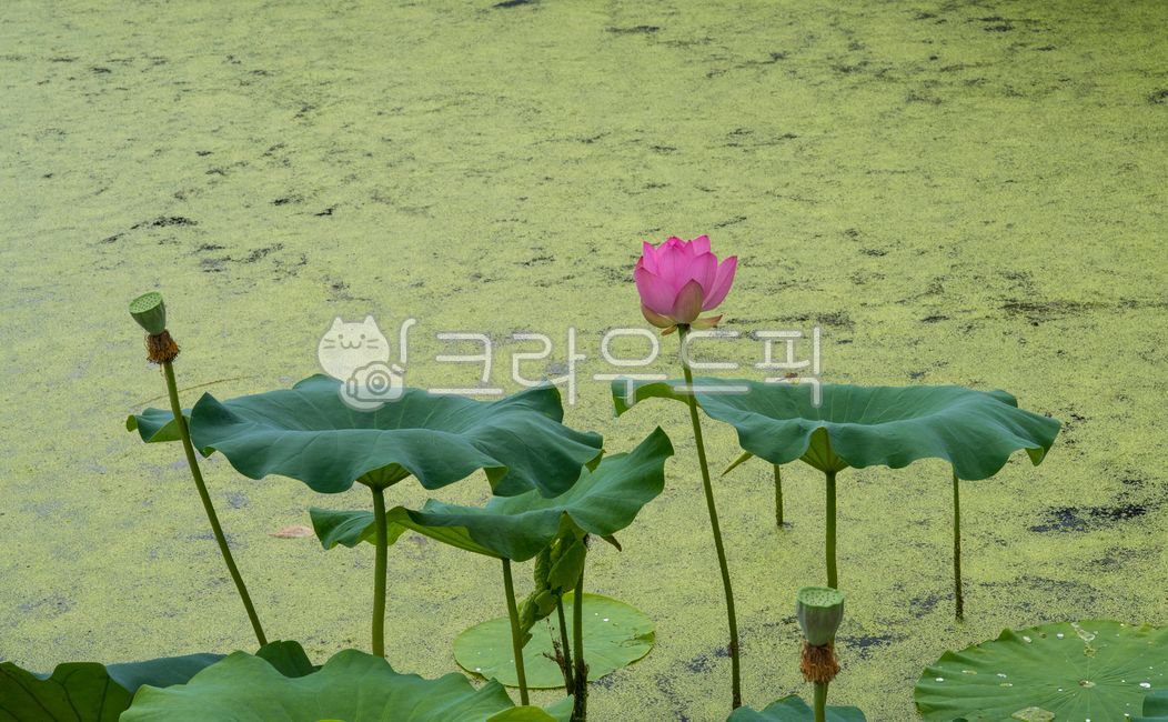 pond,Bupyeong Elementary School,monocot plant,Meoguri rice,training,summer,petal,water plant,selfevaluation,lotus field,aquatic plants,duckweed,red lotus,floating plants,blossom,nature,Lotus,water,flower,lotus leaf,green plants,Standing water,flower stalk