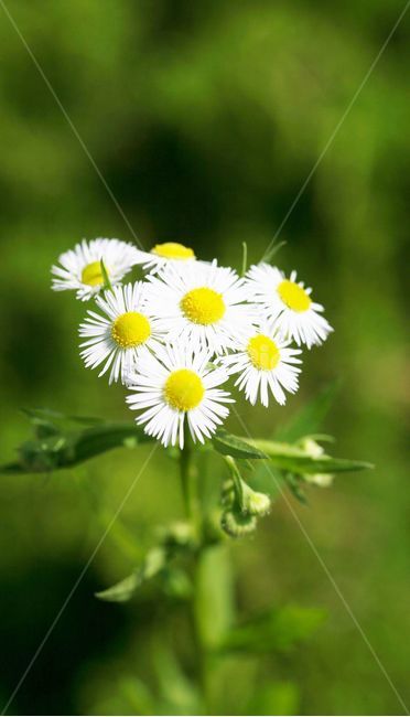 개망초,개망초꽃,식물,꽃,야생화,계란꽃,감성,접사,봄,계절,plants,nature,flower