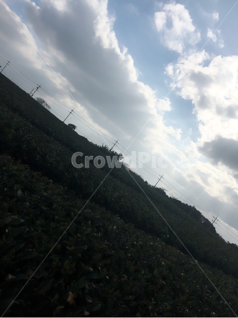 제주도,녹차,녹차밭,자연,풍경,산업,industry,industrial,농업,농사,agriculture,farming,farming industry