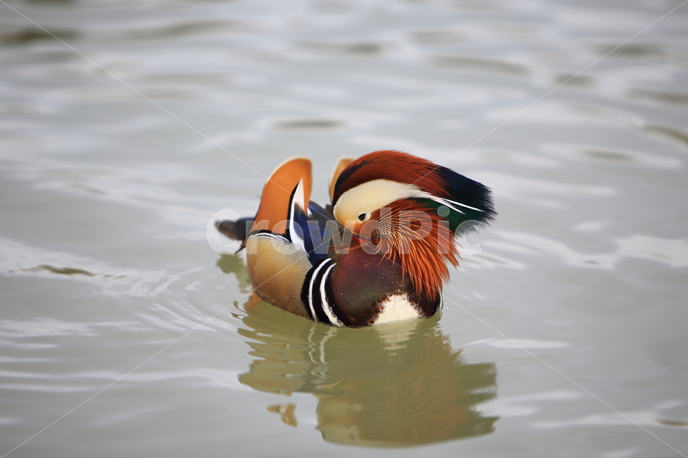 원앙,조류,풍경,자연,철새,동물,animal,조류,새,birds