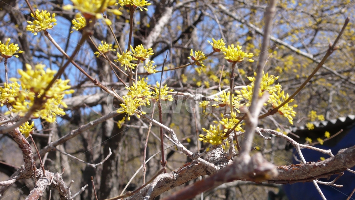 산수유,봄꽃,남도,노란꽃,구례,나무,봄,계절,spring,season,식물,자연,plants,nature,꽃,flower,plant