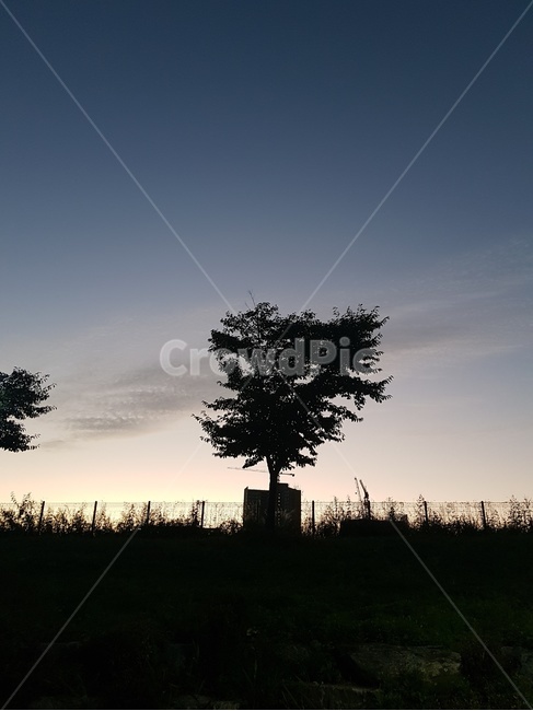 나무,밤,하늘,tree,sky,풀,역광,자연,풍경,nature,landscape,silhouette,실루엣,plant,식물
