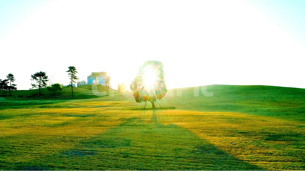빛,올림픽공원,왕따나무,green,풍경,자연,풍경,nature,landscape,한국자연풍경,한국자연경관,korea nature landscape,식물,plants,나무,trees,wood,휴식,힐링,rest,relaxation,healing,plant,grass,잔디,field,들,outdoors,옥외