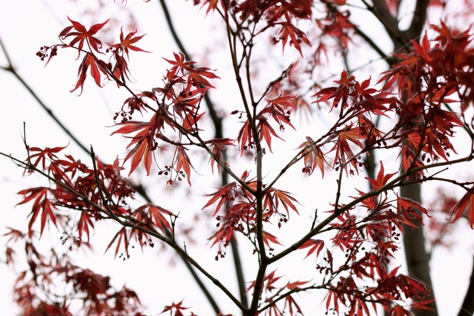 나무,단풍,가을,계절,붉은색,가을,계절,fall,autumn,season,식물,자연,plants,nature,leaf,잎,plant,tree,maple