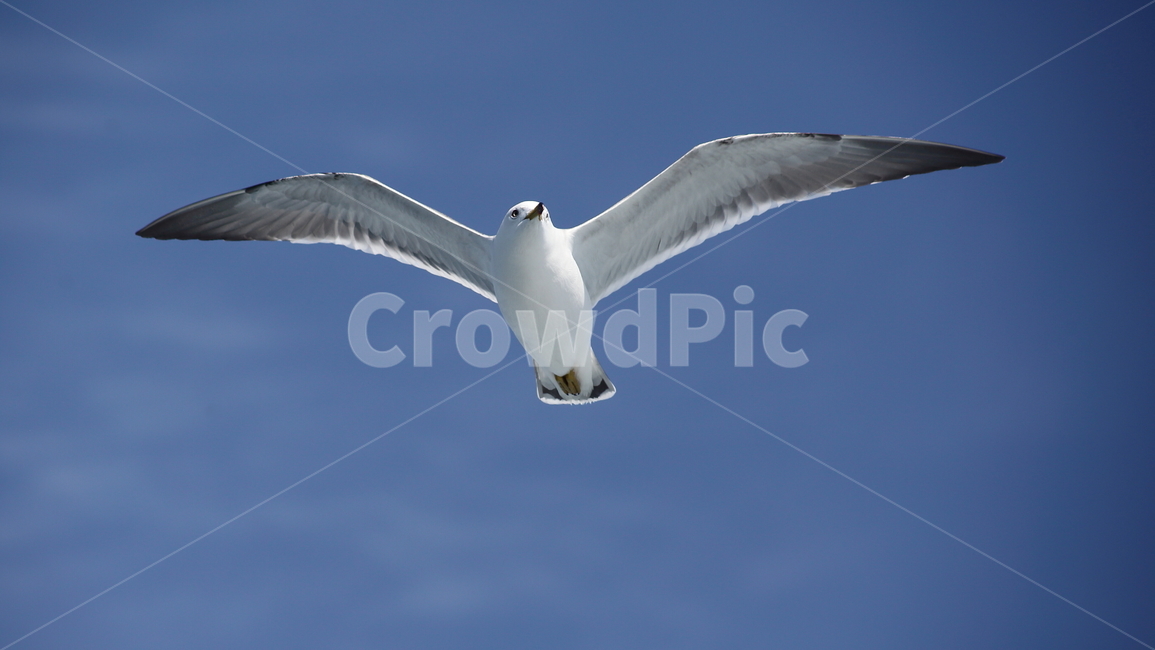 갈매기,새,야생동물,조류,commongull,laruscrassirostris,괭이갈매기