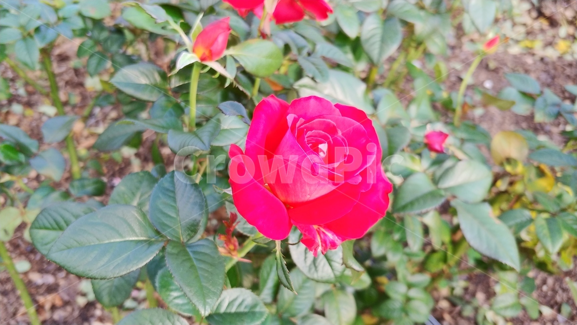 식물,flower,꽃,rose,장미,식물,자연,plants,nature,꽃,flower