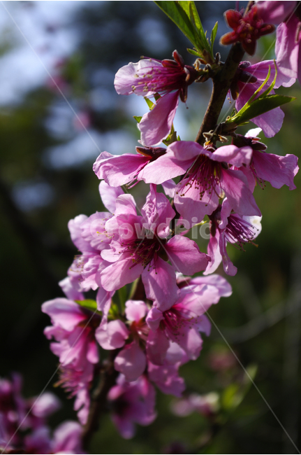 복사꽃,식물,flower,plants,nature,꽃,꽃봉오리,color,식물,자연,plants,nature,꽃,flower